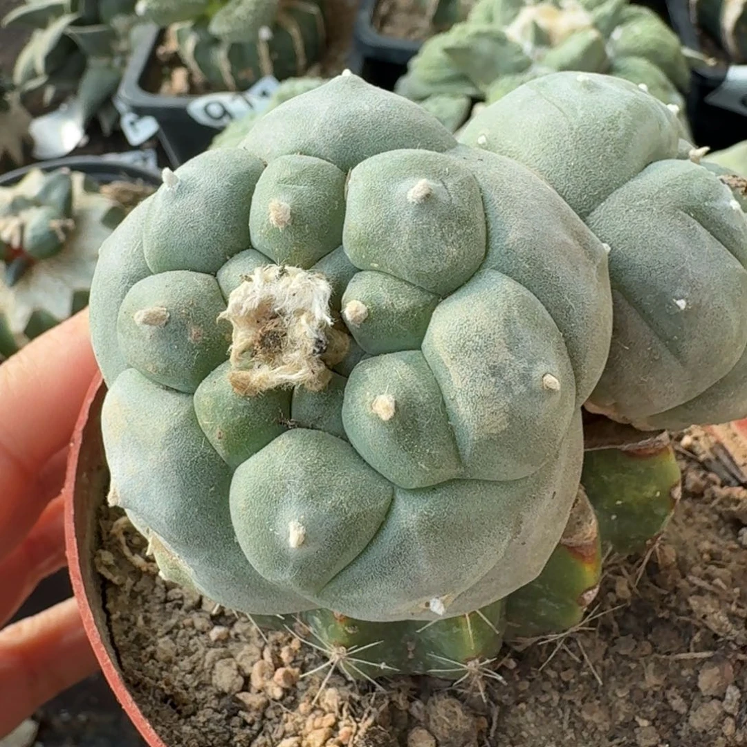 【闪购商品】苗接双头肋骨鲜642仙人球