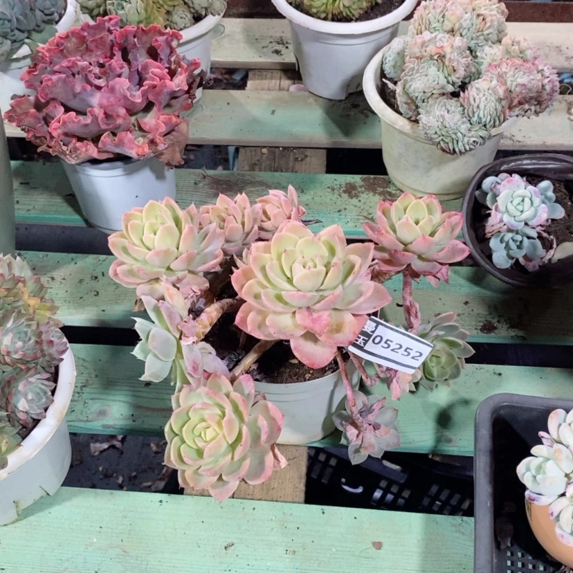 【闪购商品】夕*丝绸面纱05252