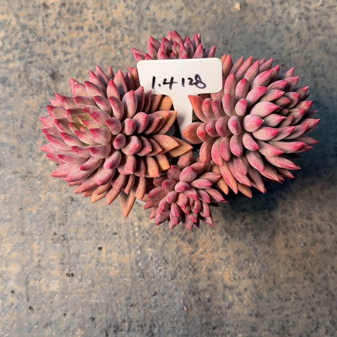 ****z一物一拍虞美人群128