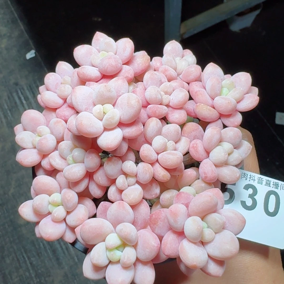 洛可可老桩         多肉植物