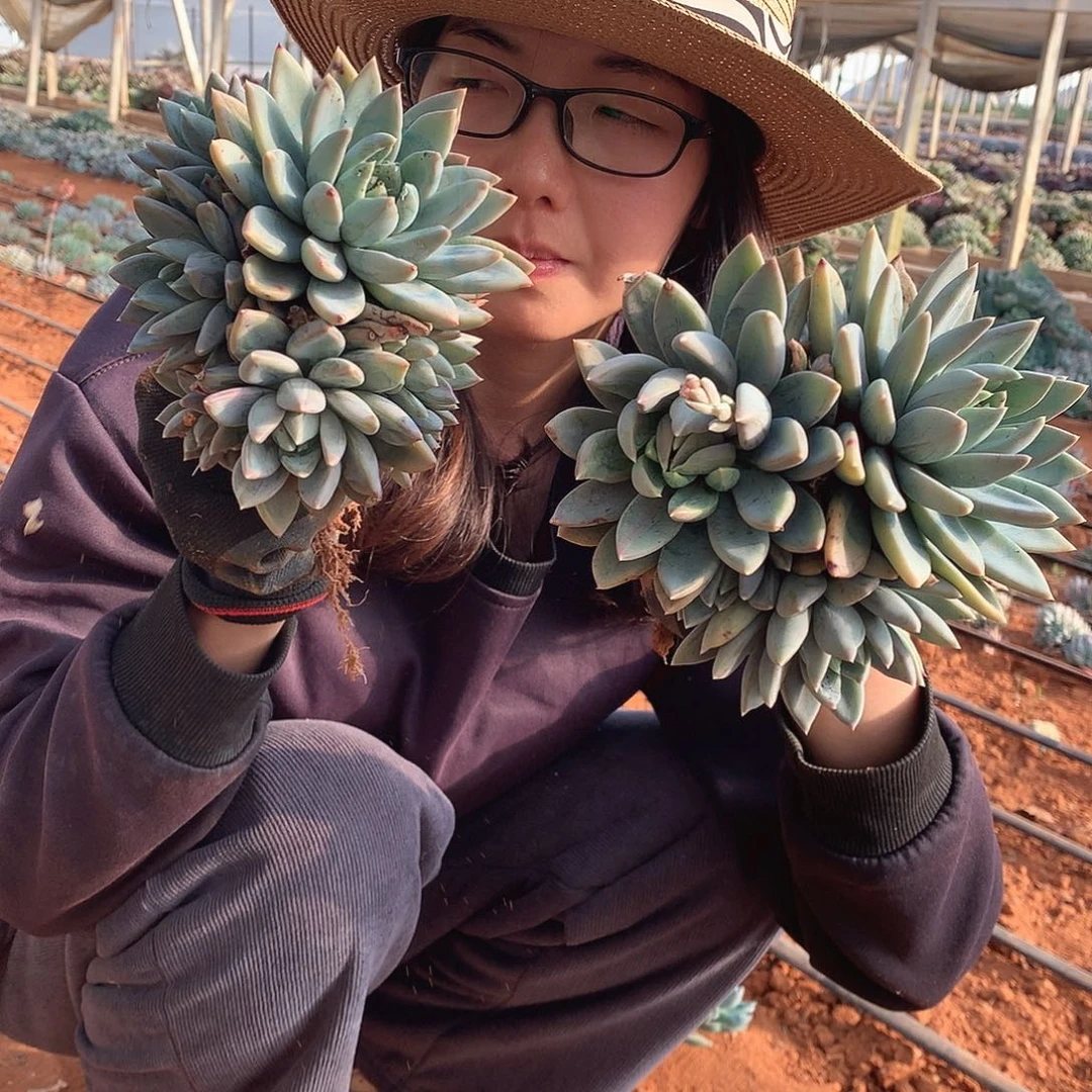 小红蛋9.9米 一颗