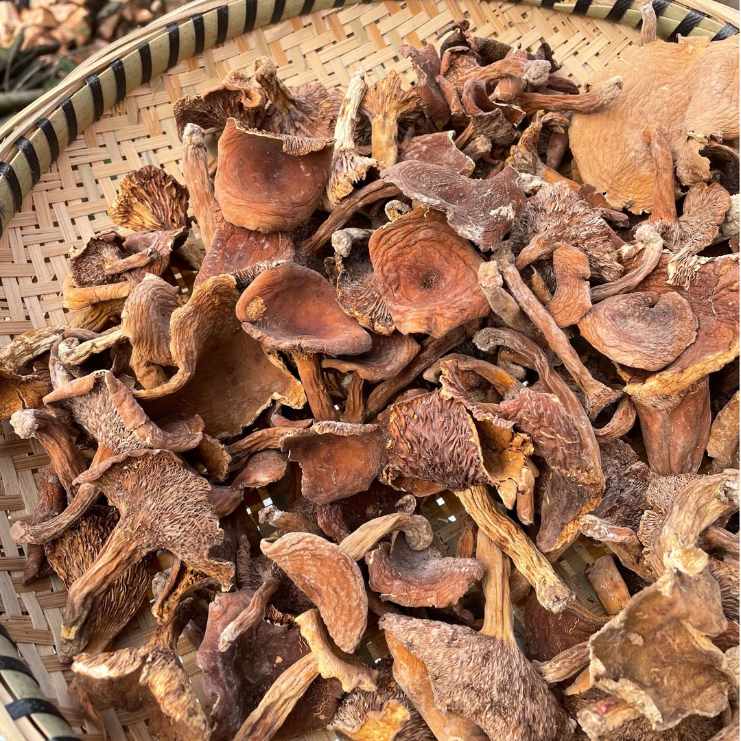 云南奶浆菌野生菌高脚奶浆菌干货煲汤爆炒鲜脆香