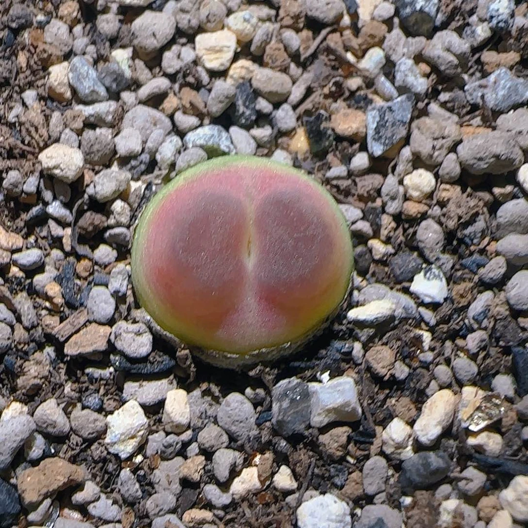 178号，1.35厘米，大年份