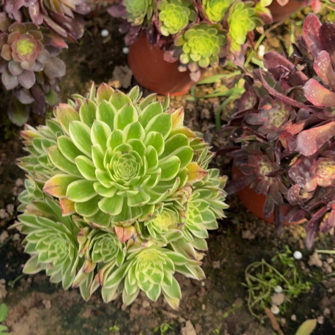 无花朵500多肉植物捧花的