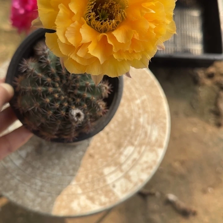 y****仙人球带根彩草80