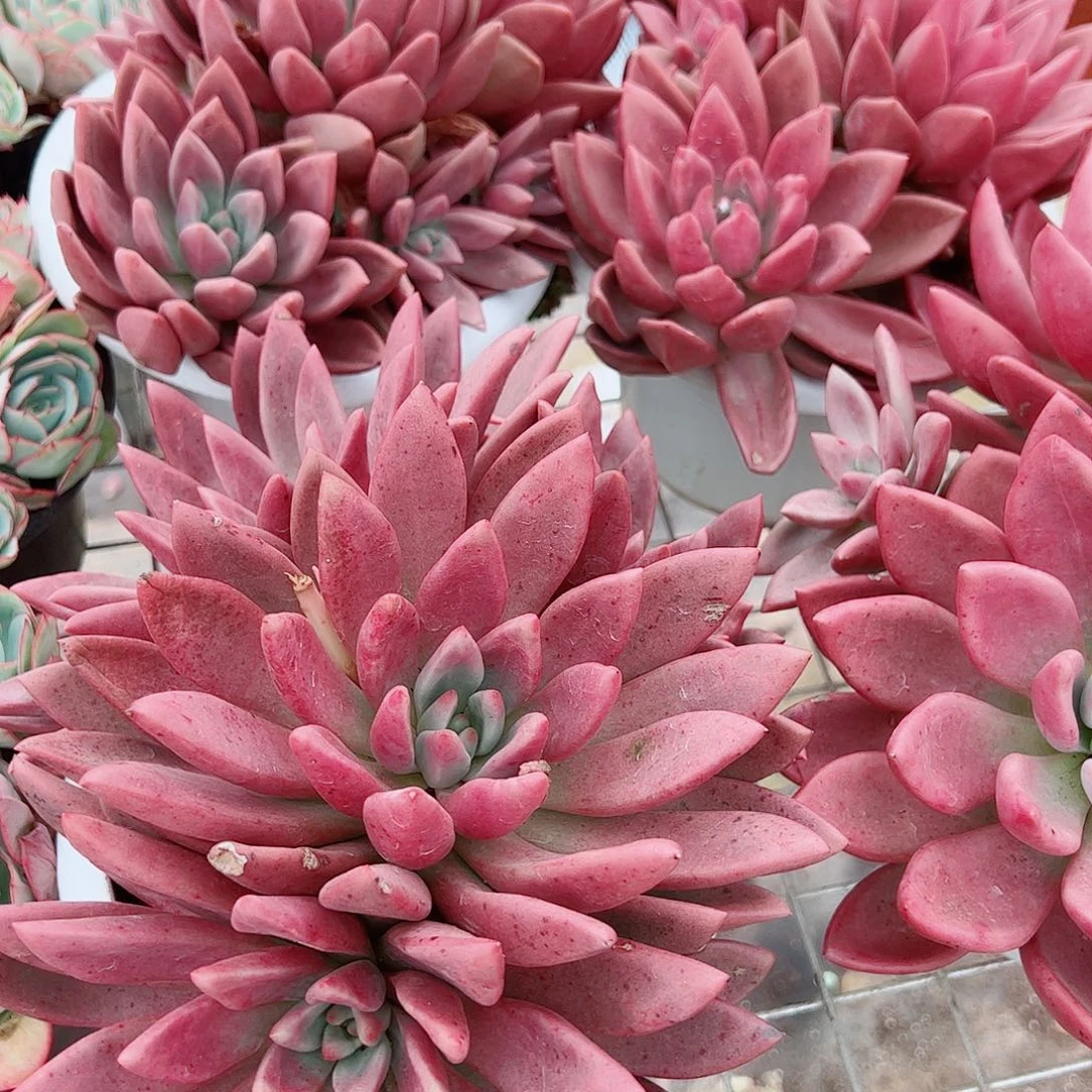 桃花源三大头起发超级大特价