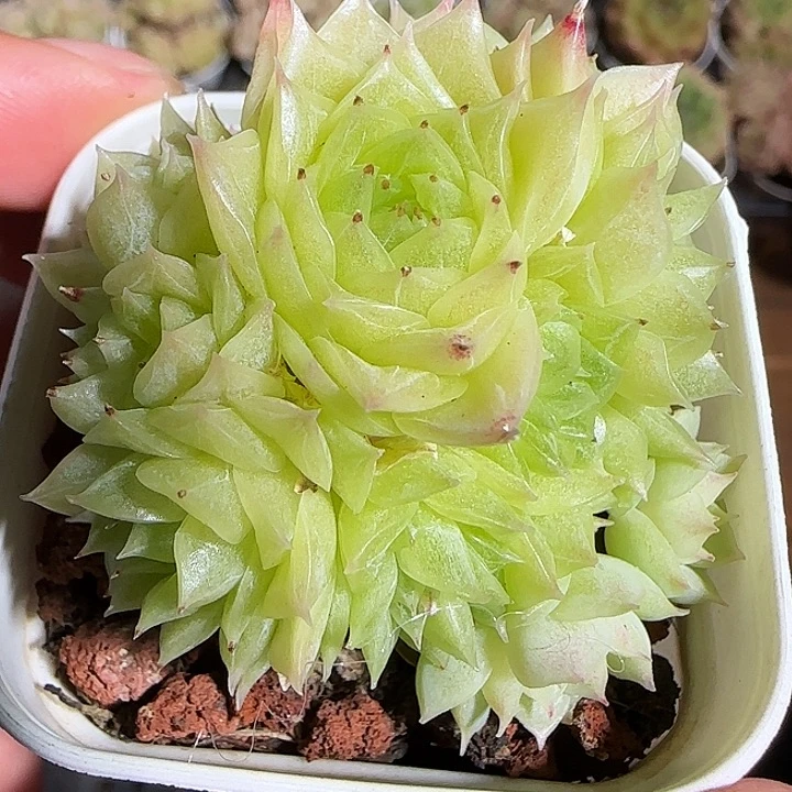 1118------63麦秆群