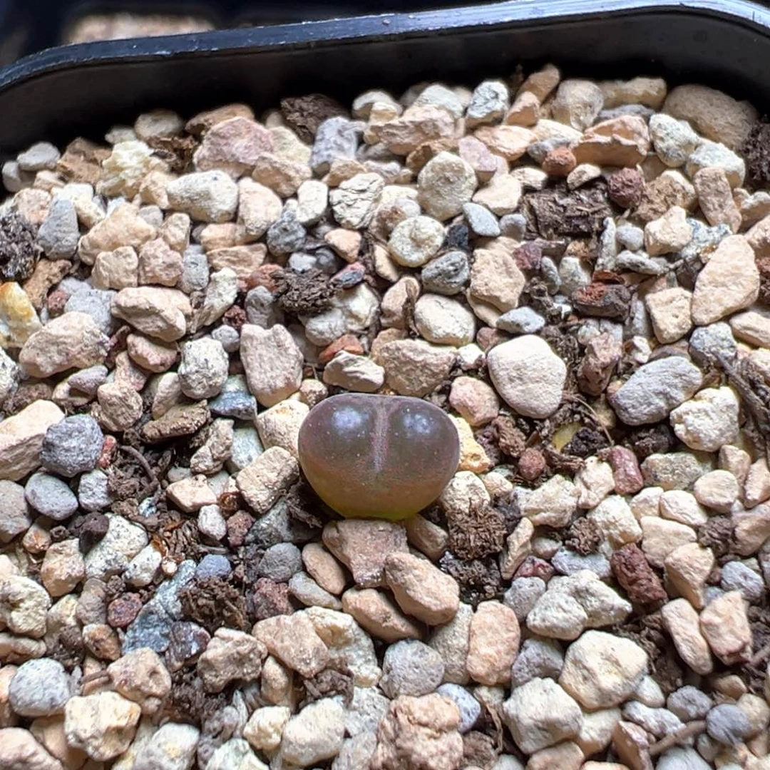 9-265   风铃杂一棵