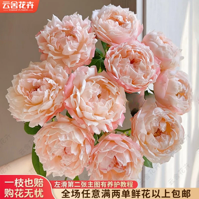 【云舍花卉】【苏琪公主】多头玫瑰 全场任意满两单及以上鲜花包邮