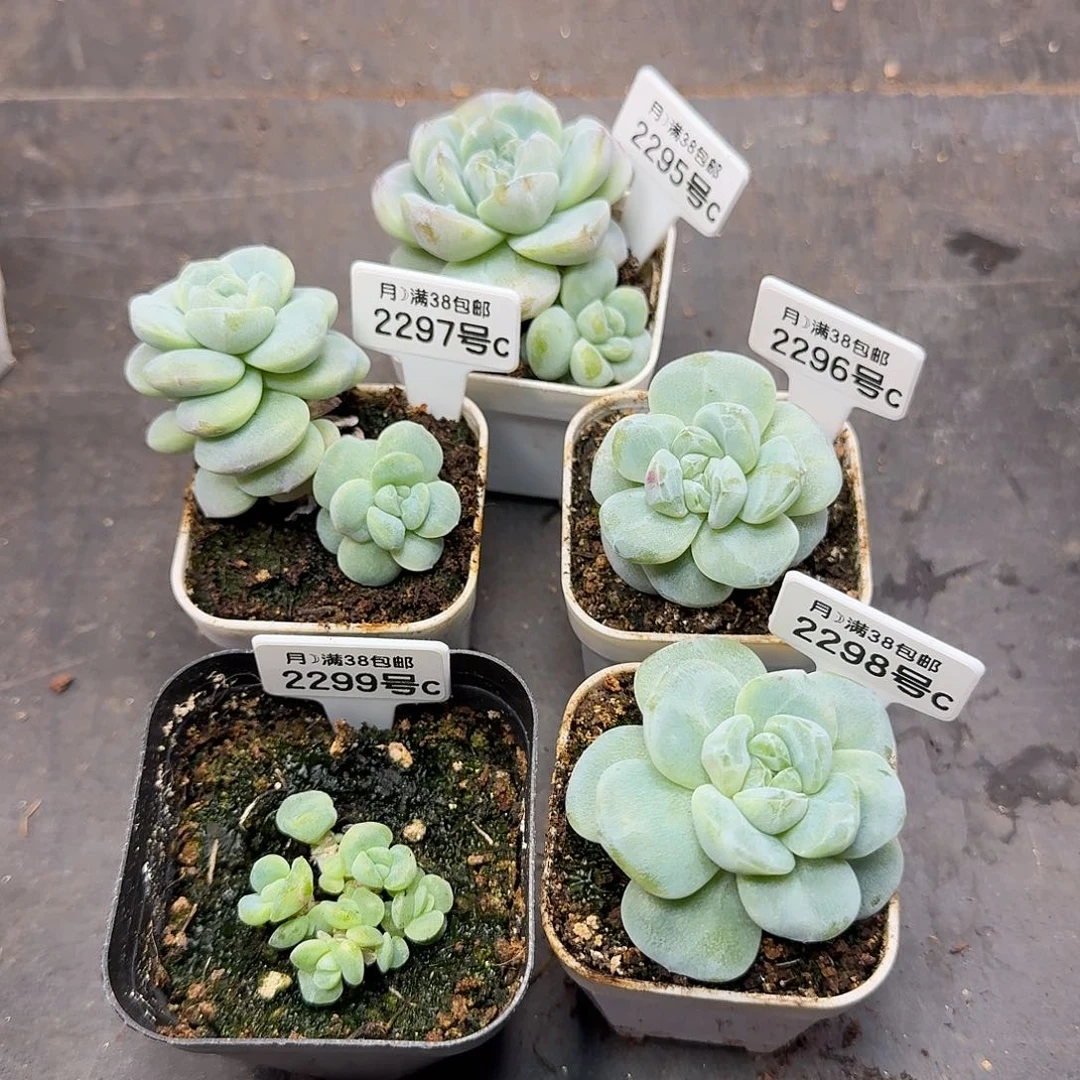 水冰月专拍冰玉石化