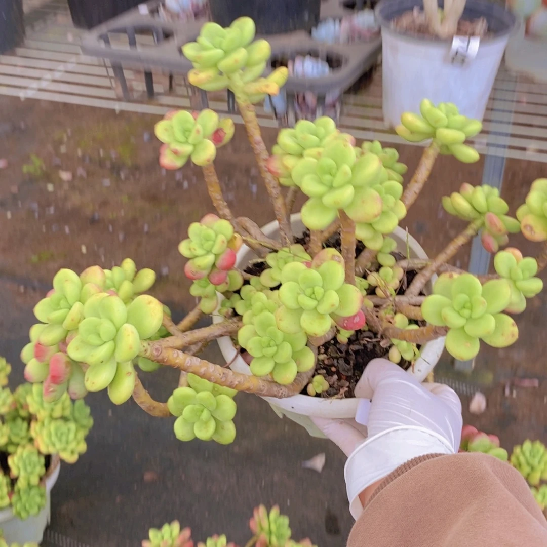 7393香格里拉一物一拍