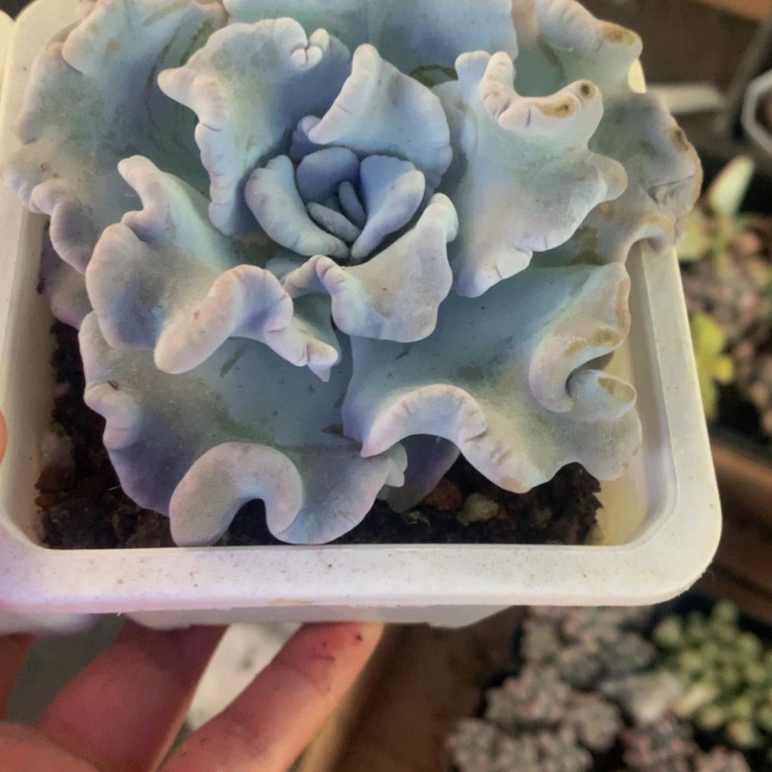 白饺子皮  处理  有伤  （满9.99包邮不满9.99发叶子）