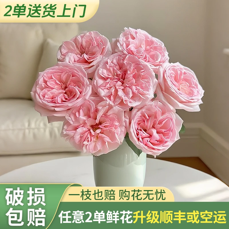 【云上花卉】粉荔枝单头玫瑰-任意2单升级快递 发货后不支持退款