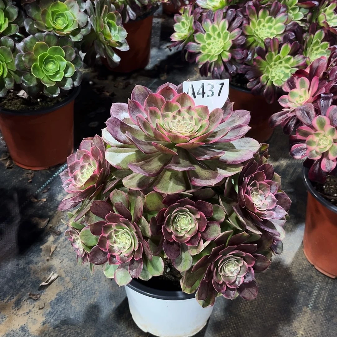 多肉植物粉花妖437多肉