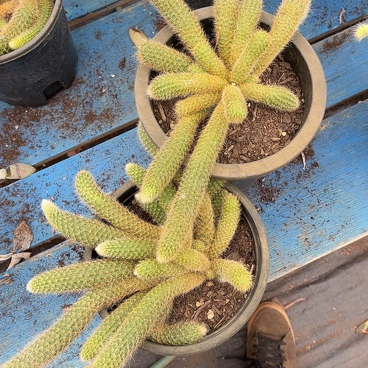 九尾狐2颗9.99多肉植物