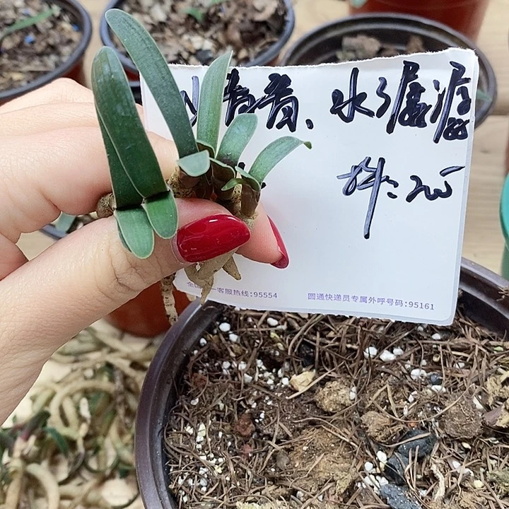 完全开放君子兰君子兰君子兰