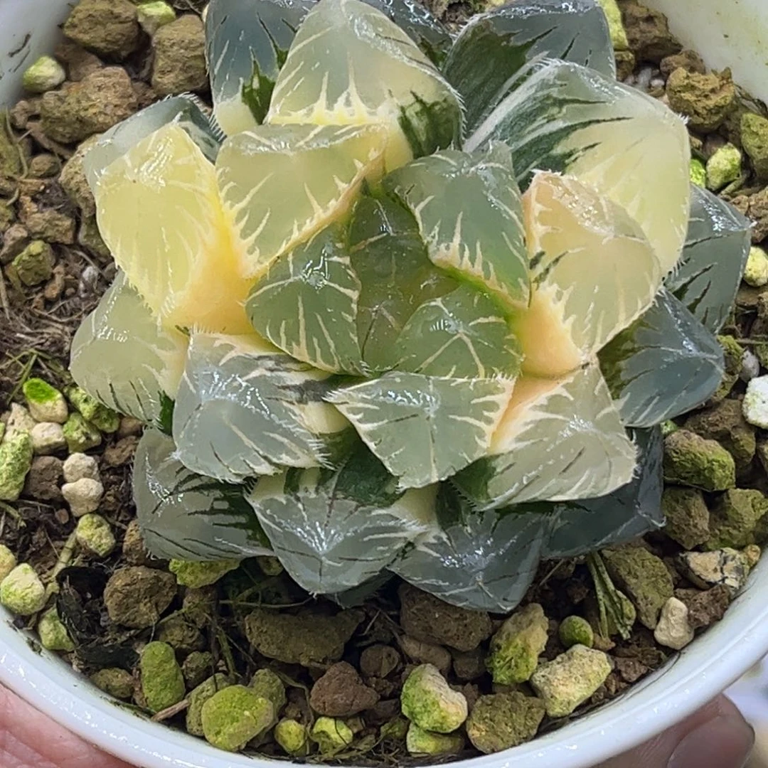 23大窗白刺线玉露锦
