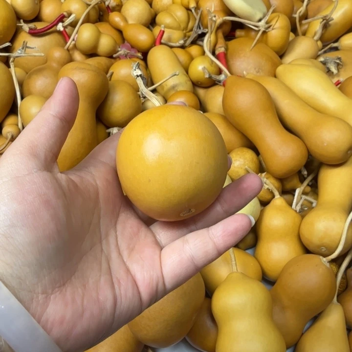 风***风竹类老皮苹果葫芦