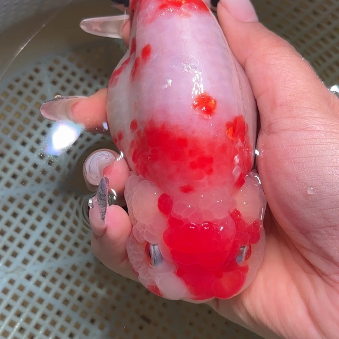 淼***金鱼拍包装包邮，不拍包装运费到付