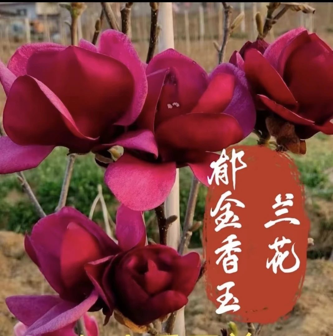 花 新品种玉兰花 玉兰花树苗 玉兰花盆栽 玉兰花树苗盆栽基地直销