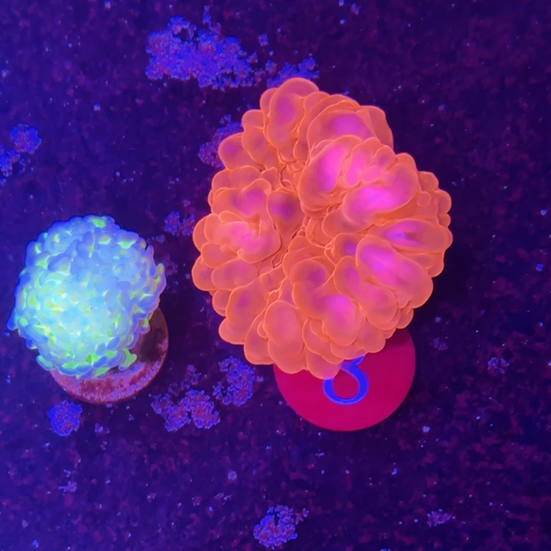 万鱼来朝海水观赏