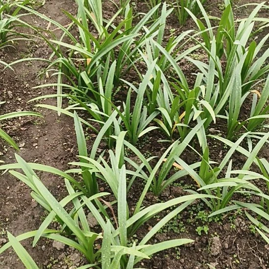 红***平完全开放帝卡荣耀4+坨坨