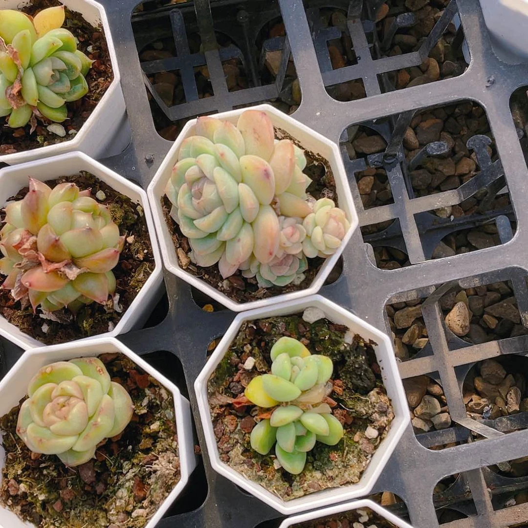 淼*未知盆一个满25包邮