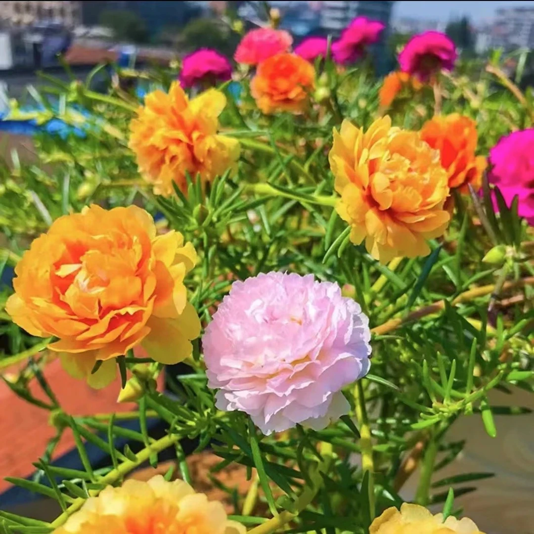 【今年新种】太阳花种子混色7色重瓣太阳花易活易种阳台
