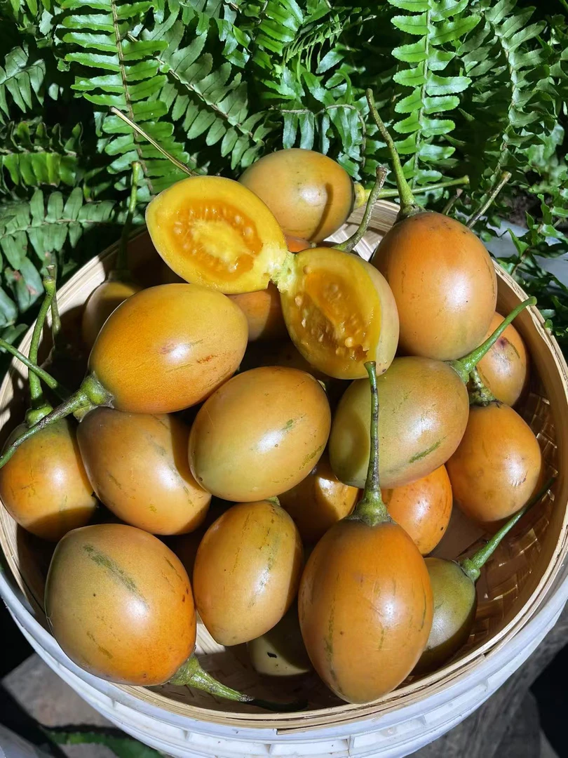 云南大树番茄鸡心果黄皮新鲜现摘调味菜凉拌炒肉配料