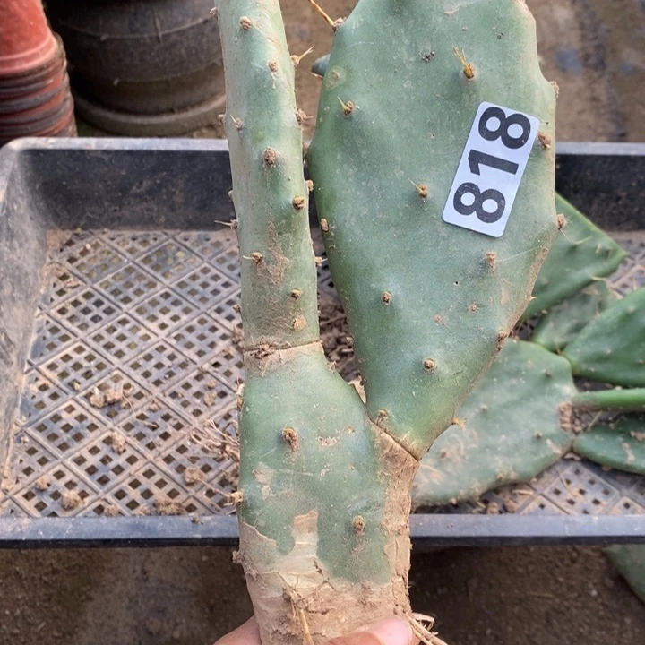 云***朵龙爪掌一颗818呀呀