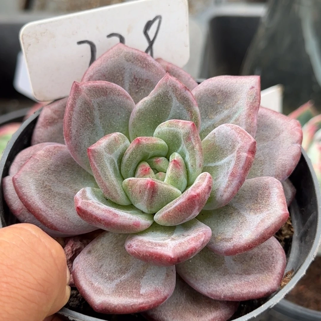 香槟石化惊鸿一物一拍包装收缩花旱