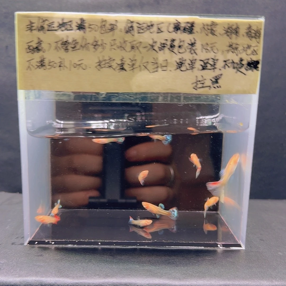 孔雀鱼孔雀鱼十条苗子