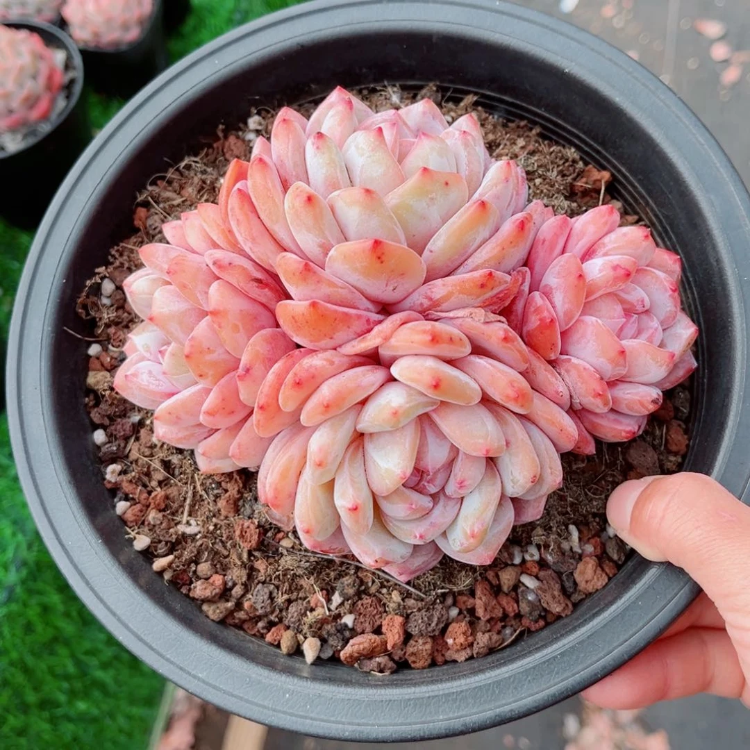 爱****灰风靡园艺橙梦露群