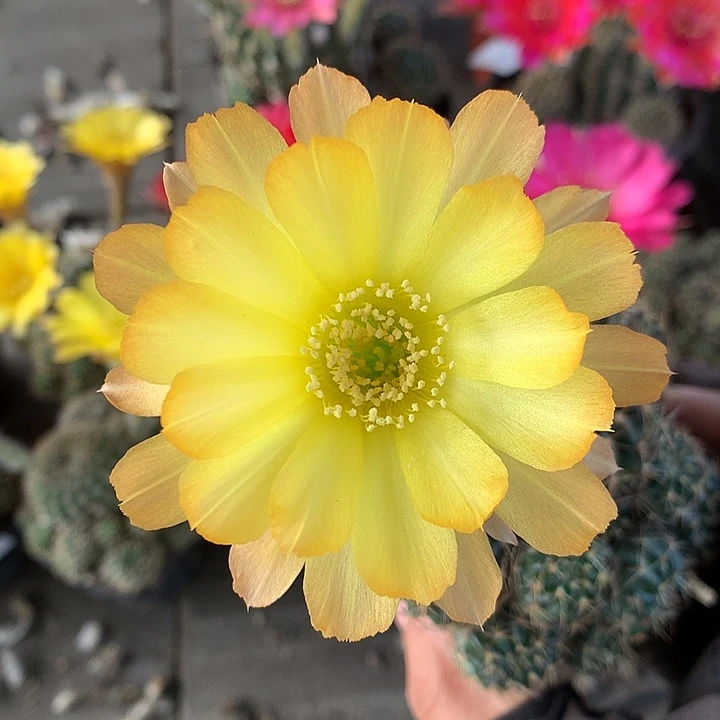 990 实生丽花6厘米盆