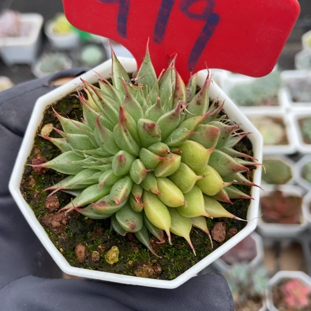 979银星多肉植物多肉