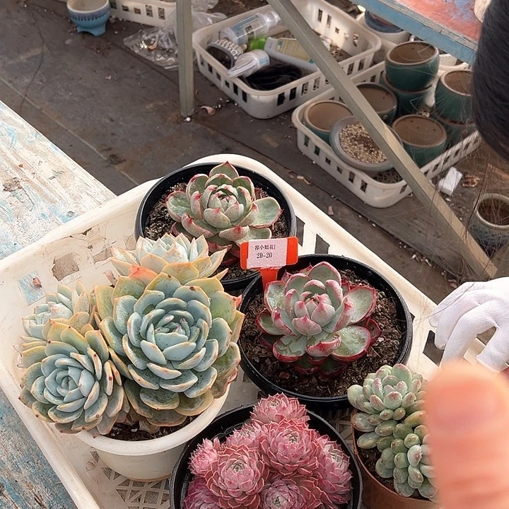 20.20一筐多肉植物