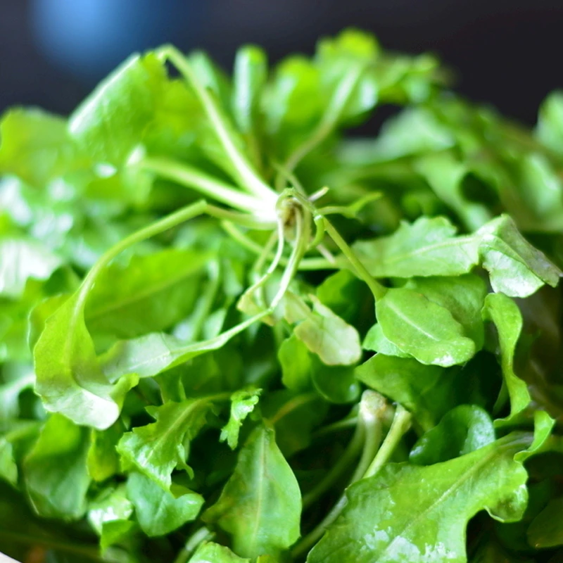【顺丰包邮】荠菜苗秋冬季播家田园盆栽季节蔬菜苗种苗