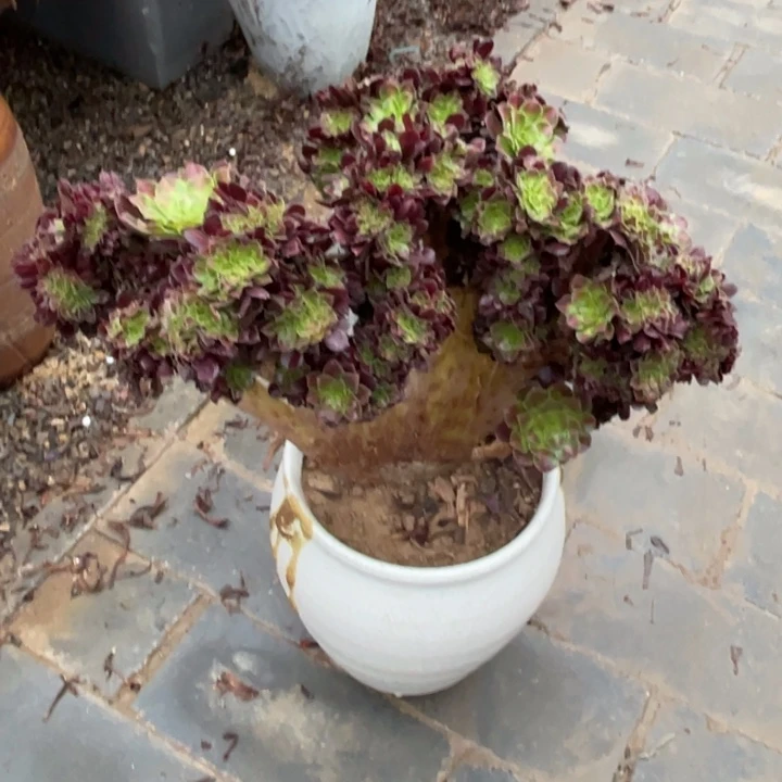 法师老桩缀化花纳