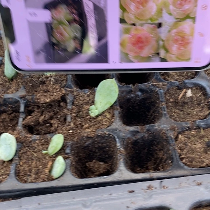 风花若梦803芽苗一个多肉