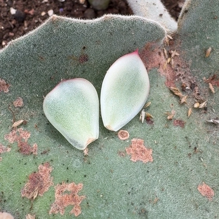 泡芙叶片一组价格