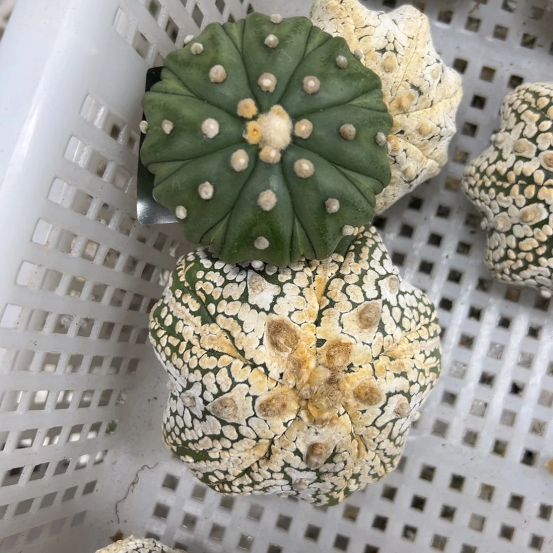 用***2S188号兜仙人球多肉