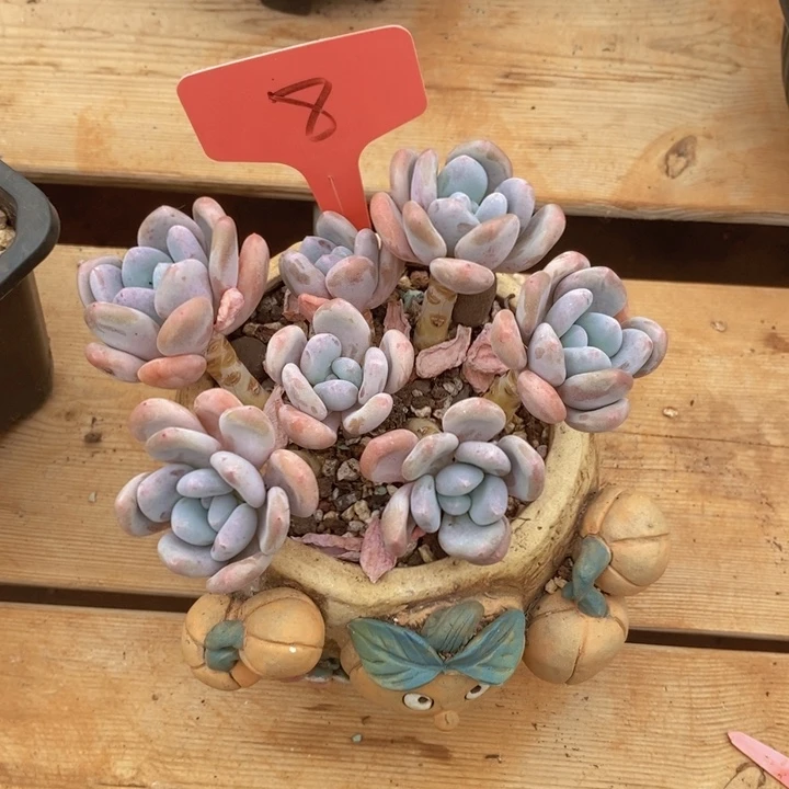 我要睡到八成八九