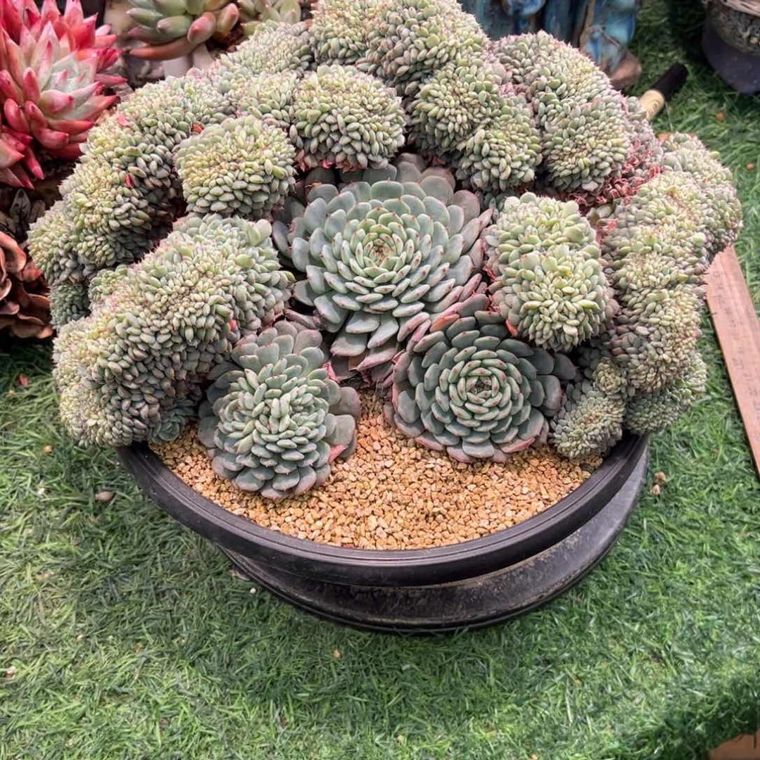 ❦****༻my哥白胖子缀