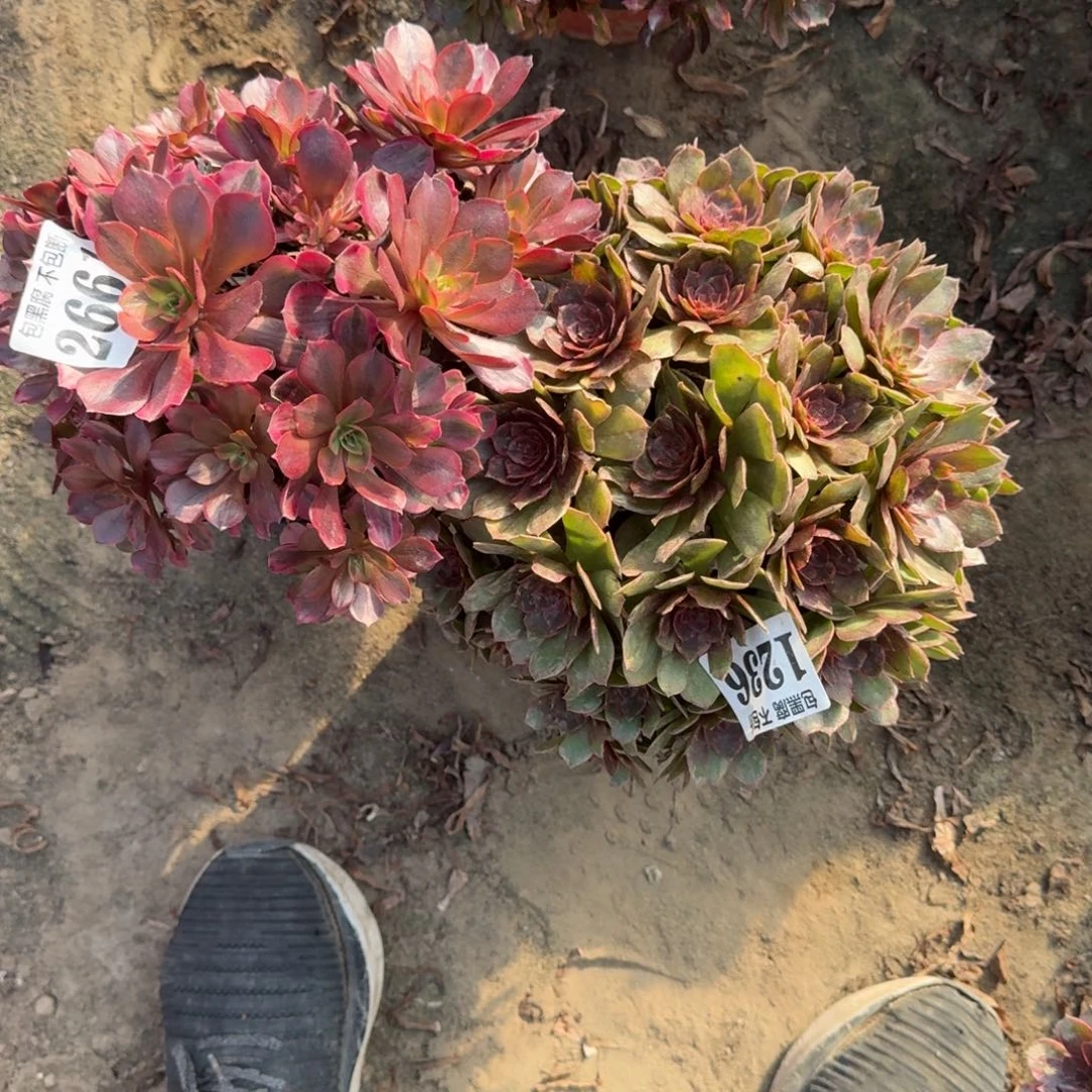 18-35法师桃夭 红丝绒2661