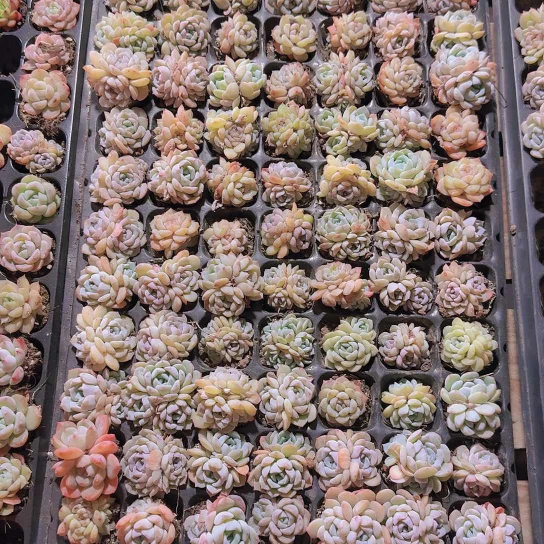 直播一物一拍多肉154