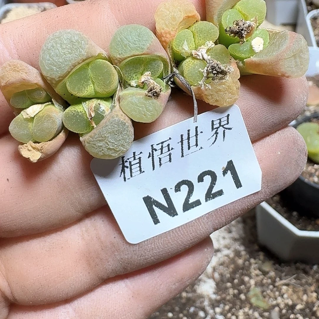 221号多肉植物哇d f