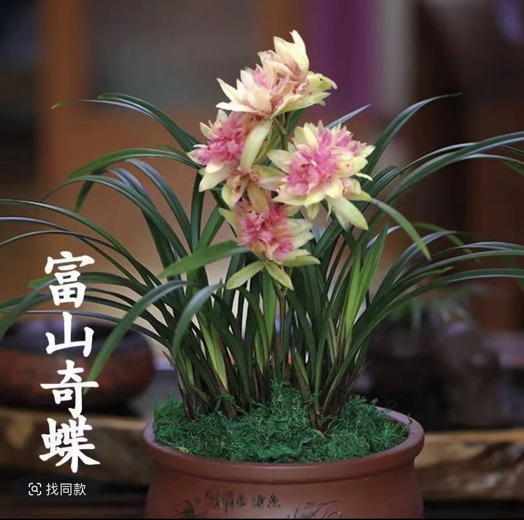 【山涧兰业】 （富山奇蝶）奇花榜前三 开花浓香 收藏级别 花期长