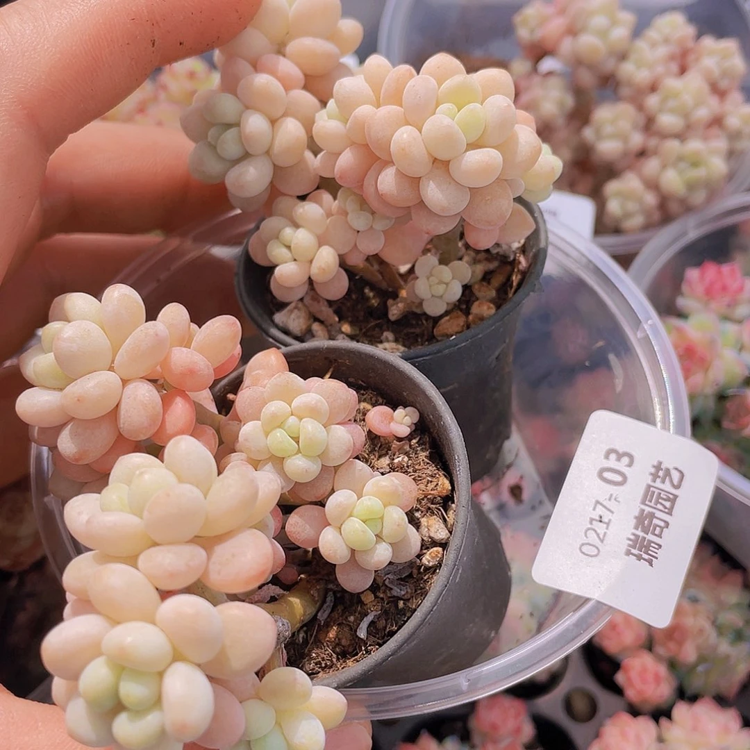 00000000000003量拍