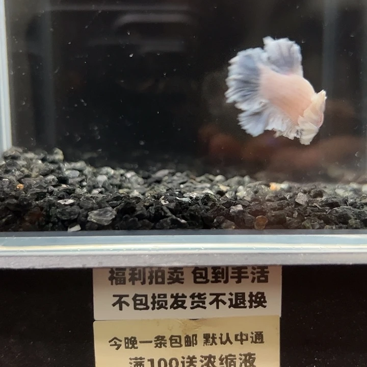 斗鱼竞拍跑单拉黑27号95