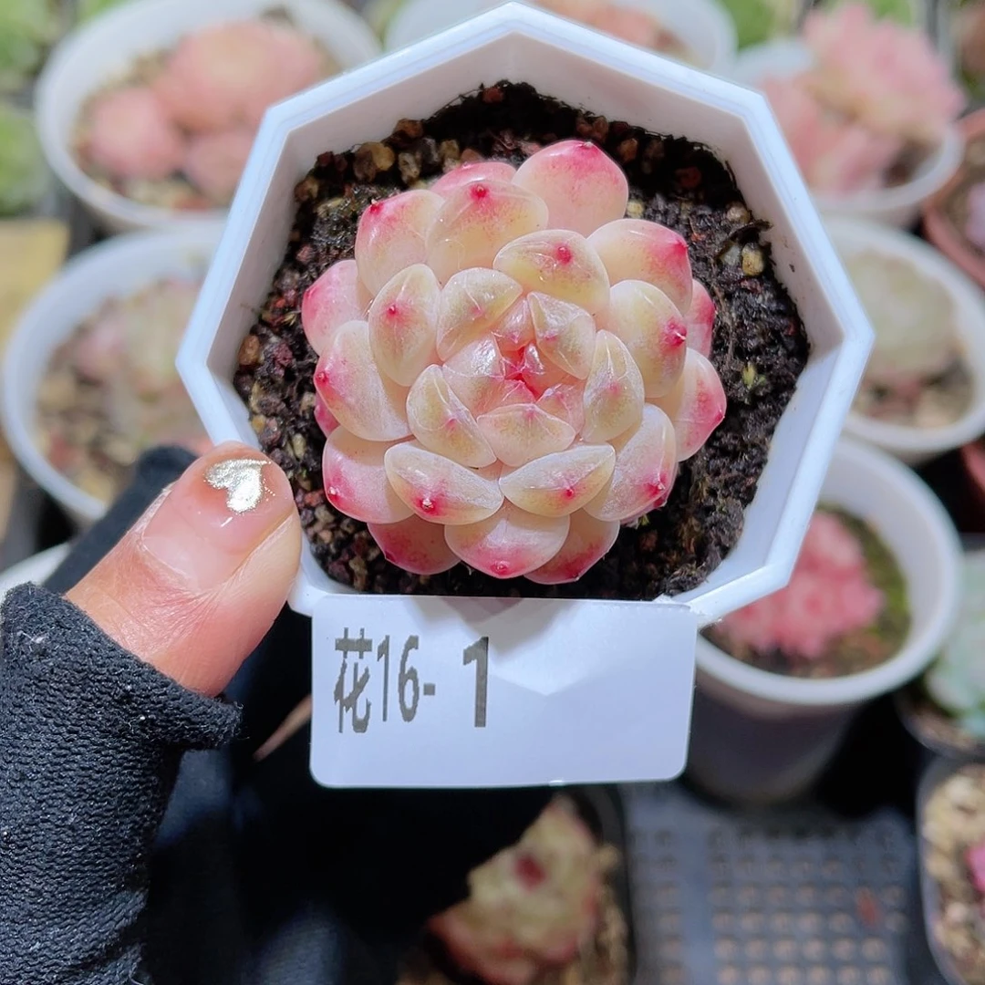 花16-01秘境冰魄